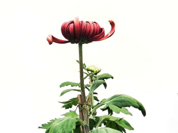 新宝策略 趵突泉菊花摆造型“列队”迎宾客